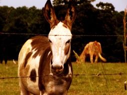 charming Donkey behind wire fence