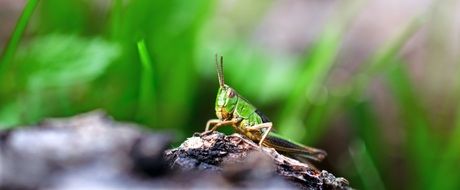 incredible Grasshopper Insect
