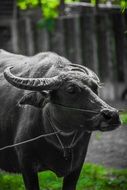 Black bull on a farm in Thailand