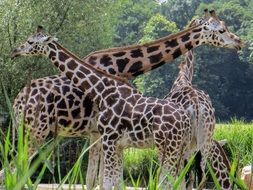 Giraffes Animals