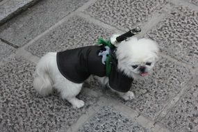 white dog in samurai clothes with a sword