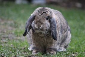 furry bunny close-up on blurred background