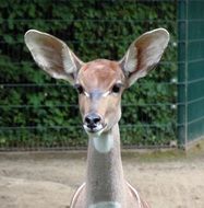 cute eared antelope kudu
