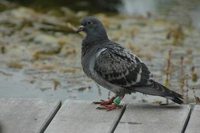 incredible Domestic Pigeon