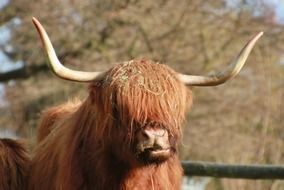 Picture of Scottish Highland Beef