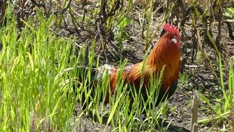 colorful rooster among grass