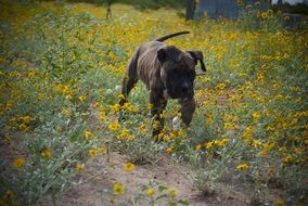 Happy Dog in the meadow among yellow flowers
