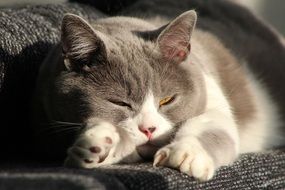napping grey and white domestic cat
