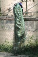 peacock with bright and long feathers tail