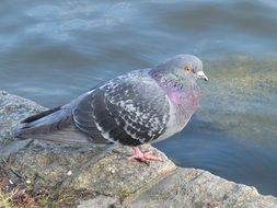 closeup view of pigeon by the water