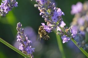 honey bee on lavender field