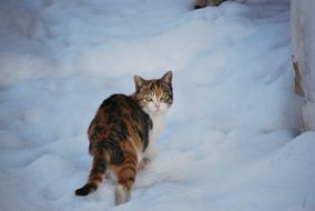 stunningly beautiful Cat on Snow