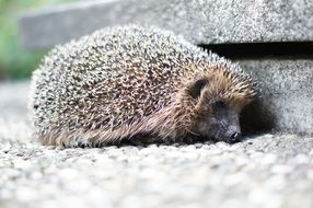 forest hedgehog on the road