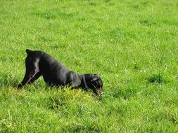 Doberman play in the grass