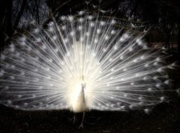 delightful White Peacock bird