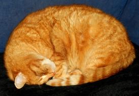 sleeping cute orange and white cat