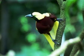 bird on a branch in asia