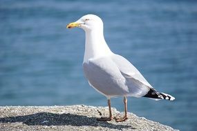 Colorful bird gull on the shore