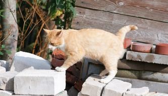 kitten walks on bricks