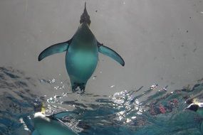 Penguin swim in ocean