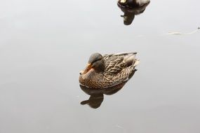 Bird in a pond