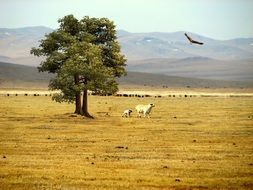 Sheep in the mountain steppe