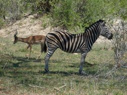 South Africa Safari