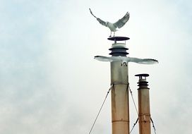 Picture of Seagulls in a flight