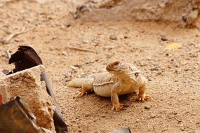 lizard disguises as terrain