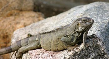 iguana on the stone