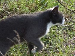 walking grey cat