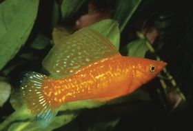 closeup view of Orange Aquarium Fish