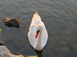 lonely swab on the pond