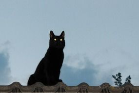 black Cat On Roof