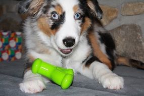 pretty and cute Puppy