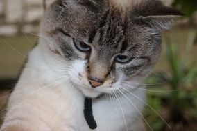 Cat with Blue Eyes, head portrait