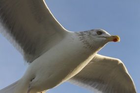 white seagull in flight