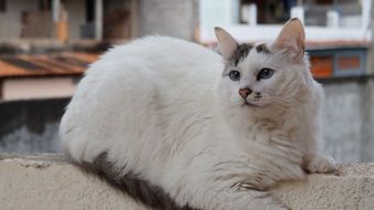 lying white cat
