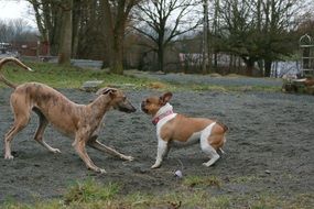 dogs playing in the yard