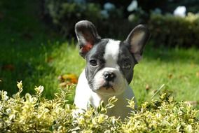 puppy behind a green bush