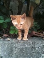 beautiful and cute Spring cat