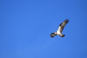 bird in habitat