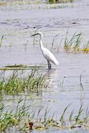 White crane in wildlife