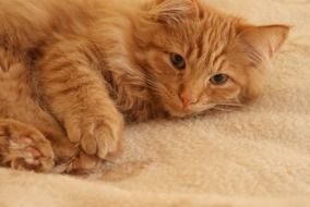 Domestic fluffy red young Cat lays on side