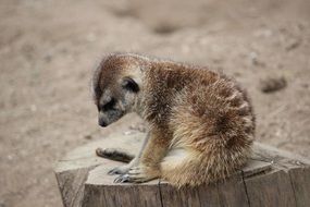 meerkat is sitting on a stump