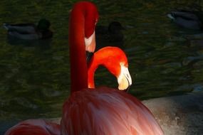 red flamingo in San Diego