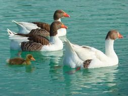 geese in wildlife