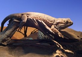 Pogona lizard bearded Dragon