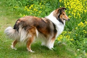 Shelty Dog in yellow flowers