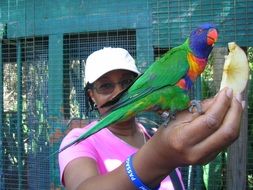 feeding of parrot